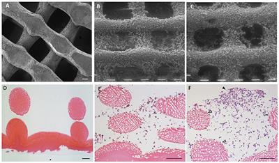 Cultured Horse Articular Chondrocytes in 3D-Printed Chitosan Scaffold With Hyaluronic Acid and Platelet Lysate